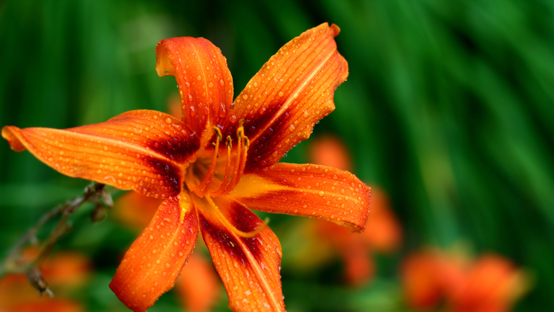 Bright Orange Daylily